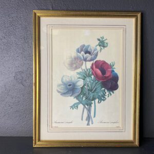 fransk anemone billede fra bellevue vintage